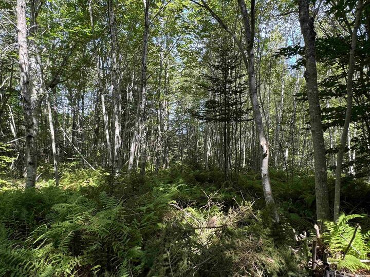 Property Photo:  2553 Morse Road  NS B0S 1C0 