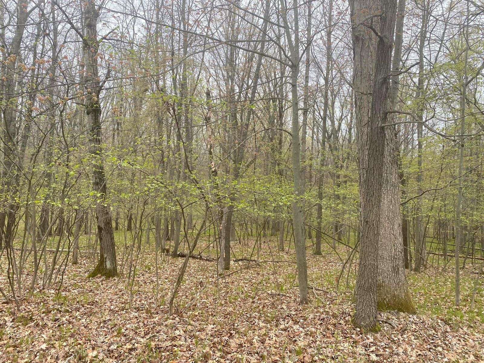 Property Photo:  12090 Dubois Drive  MI 49346 