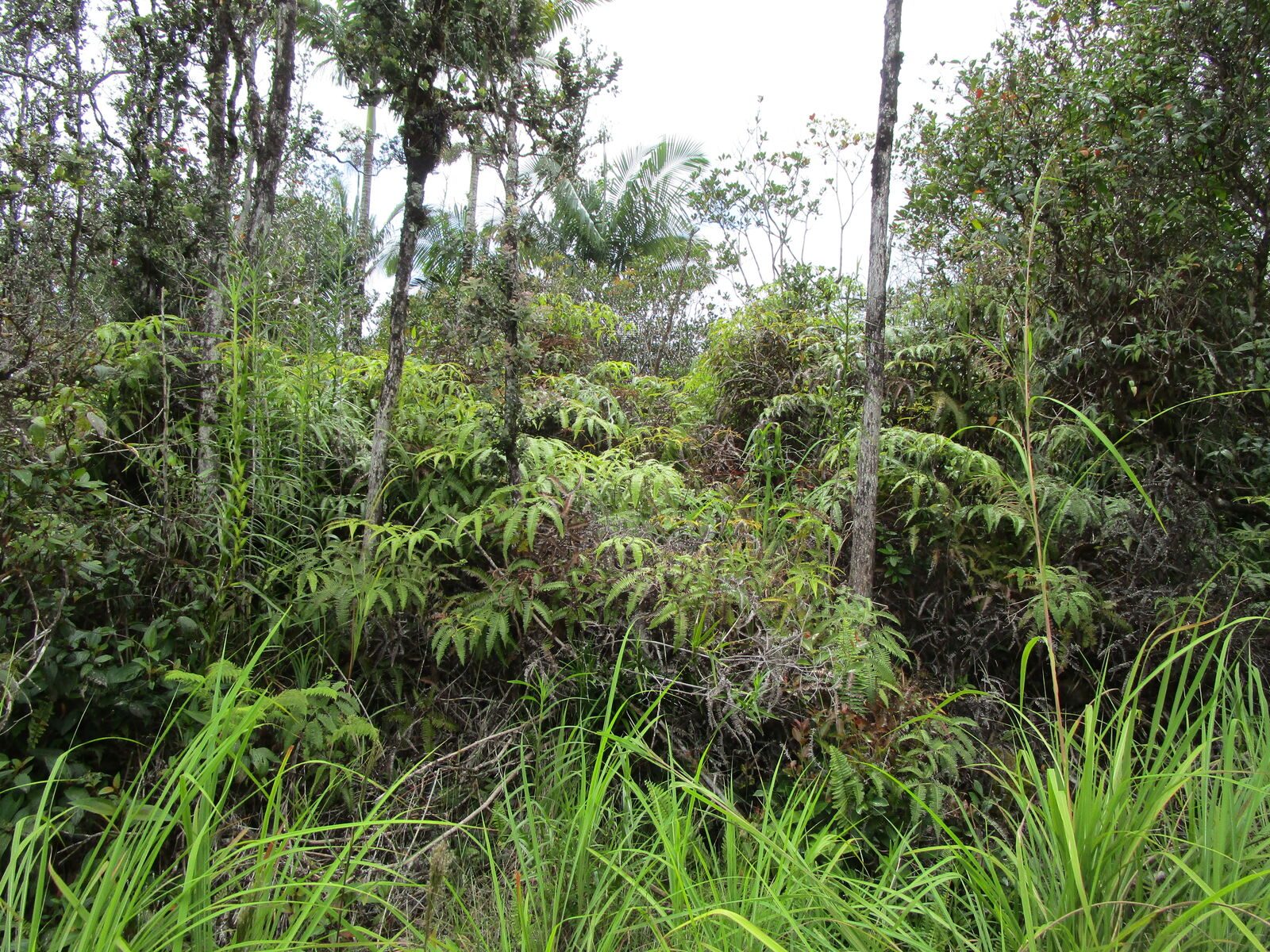 Property Photo:  Road 7 (Opeapea)  HI 96760 