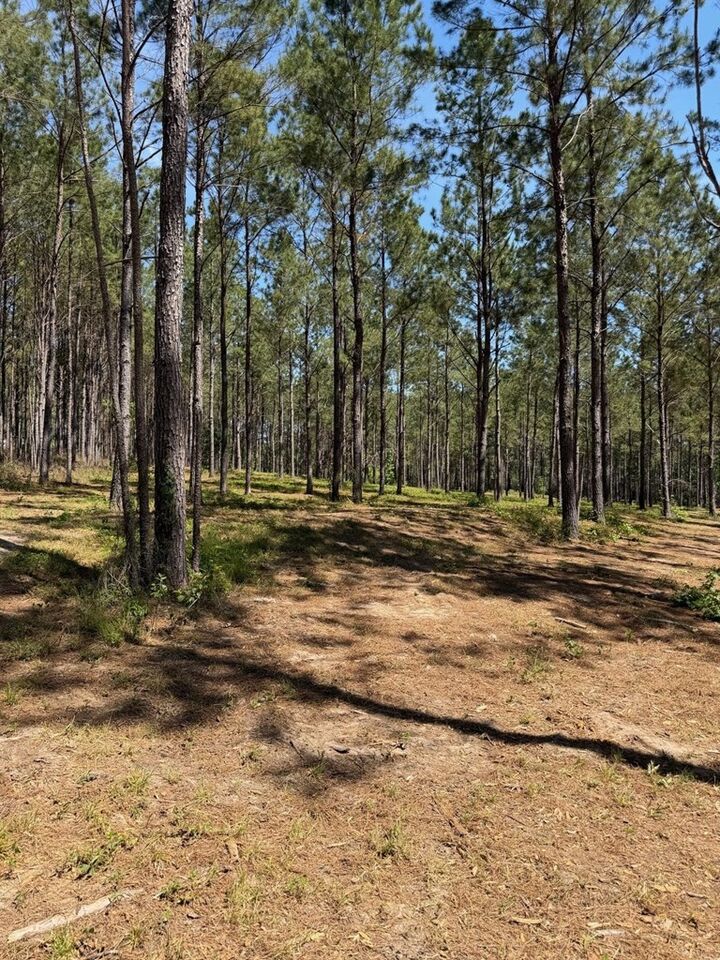 Property Photo:  12 Acres Collins Road  GA 39828 