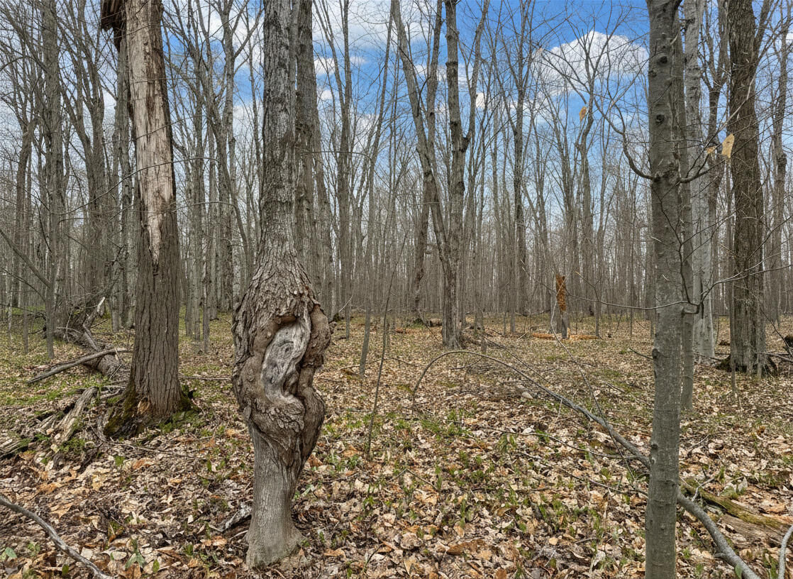 Property Photo:  1.7 Ac Latocha Road  MI 49769 