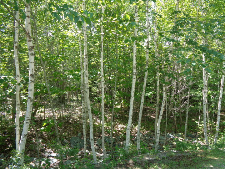 Property Photo: Lot20-20 Bailey Mountain Road ME 04634