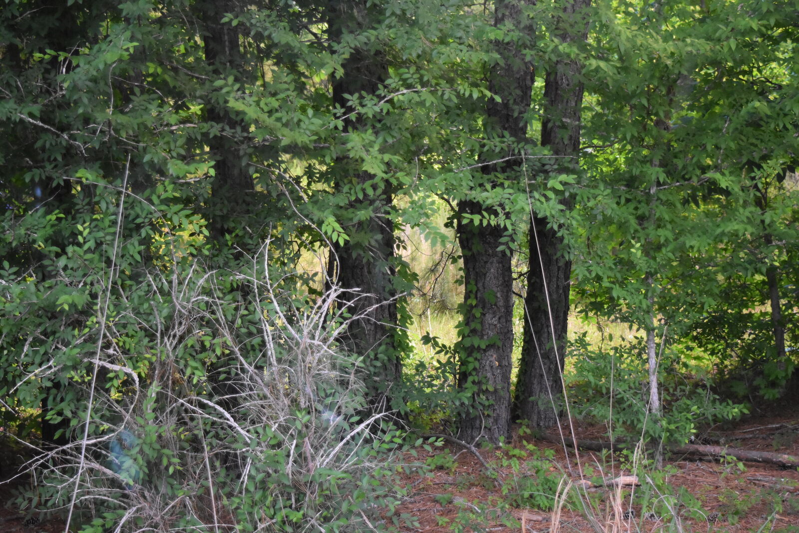Property Photo:  Tbd Thurgood Marshall Highway  SC 29510 