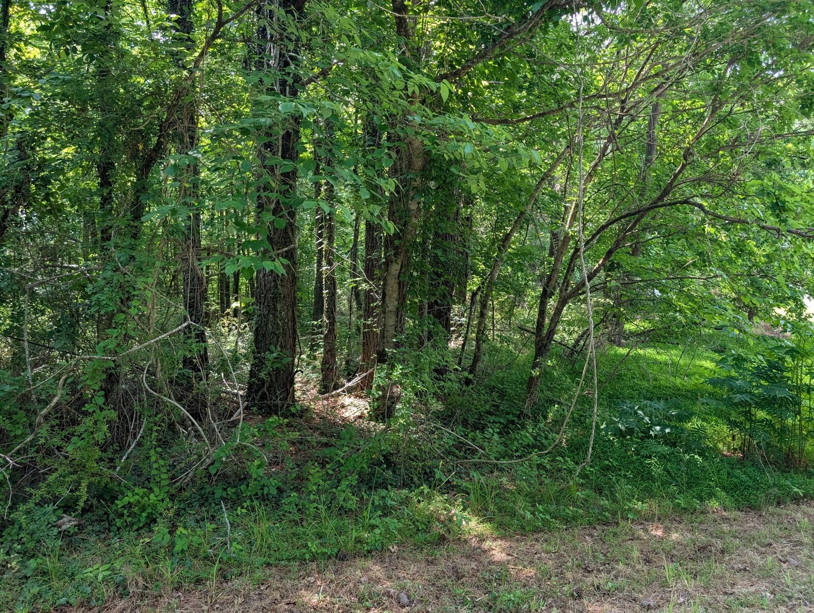 Property Photo:  0 Montgomery  TN 37387 