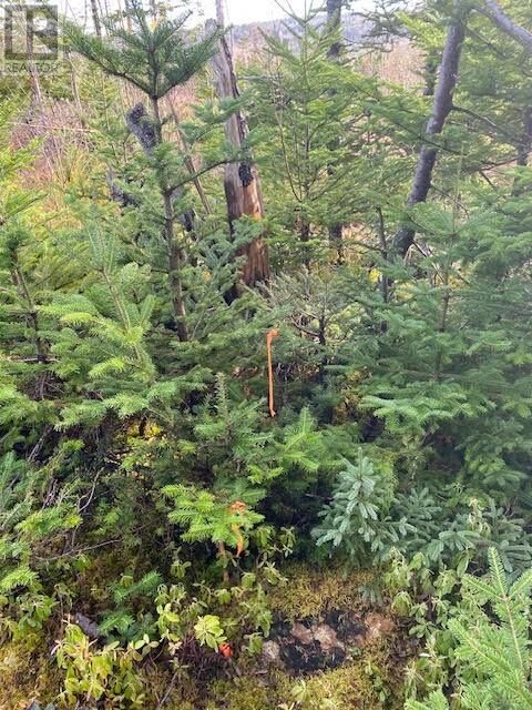 Property Photo:  104-108 Highway East  NL A0A 4G0 