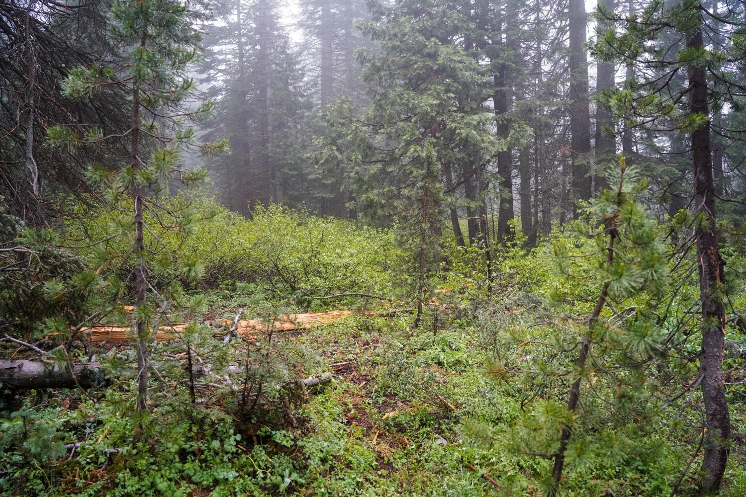 Property Photo: 19498 Marsh Mill Road CA 95959