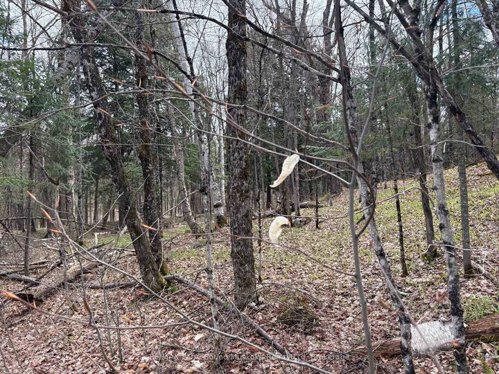 Property Photo:  0 Ahmic Lake Road  ON P0A 1P0 