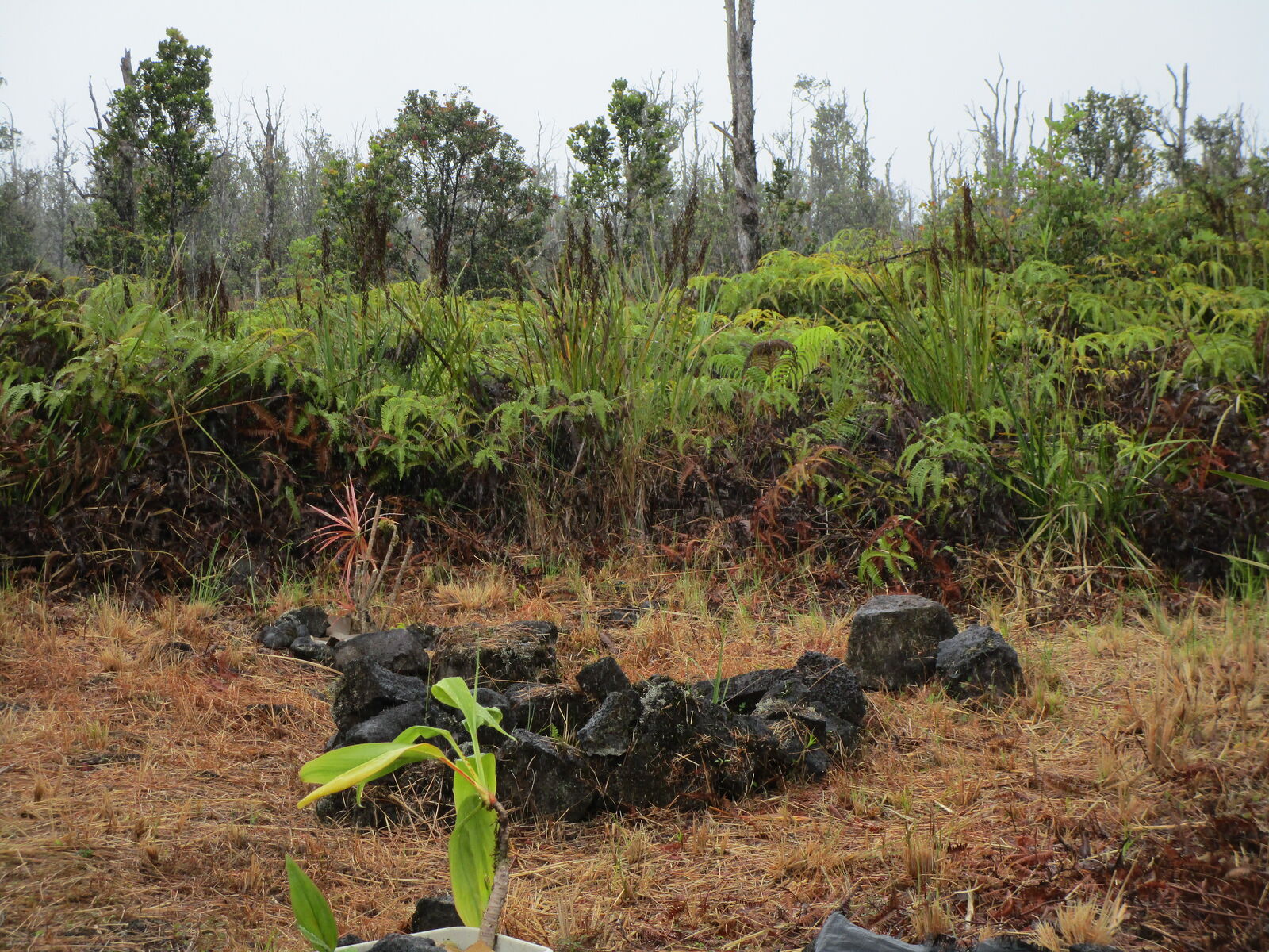 Property Photo: Omeka Rd HI 96785
