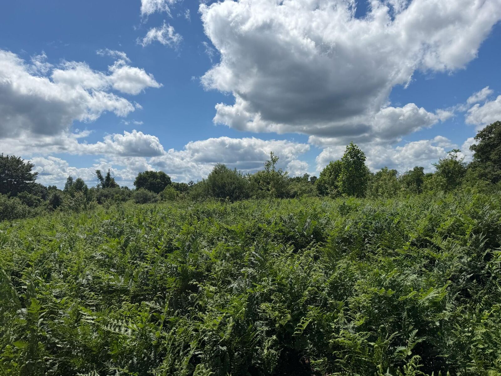 Property Photo:  Settlement Drive  WV 25958 