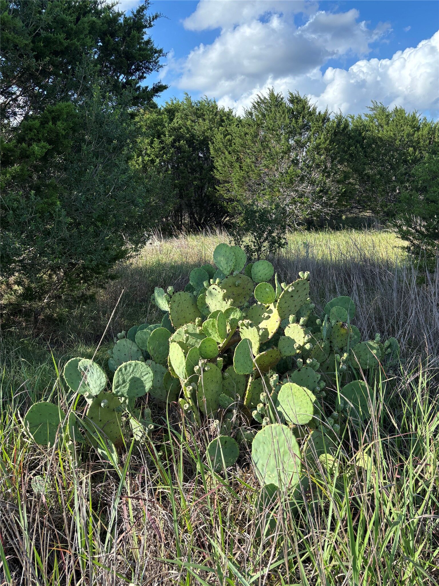 Property Photo: 1200 Cave Springs Drive TX 78676