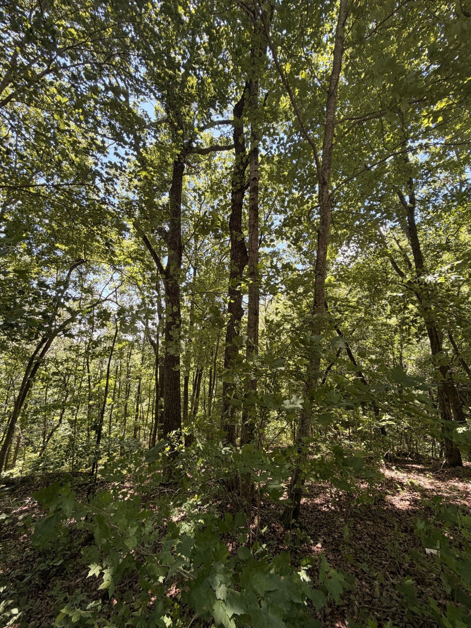 Property Photo:  0 Woodcrest Dr  TN 37166 