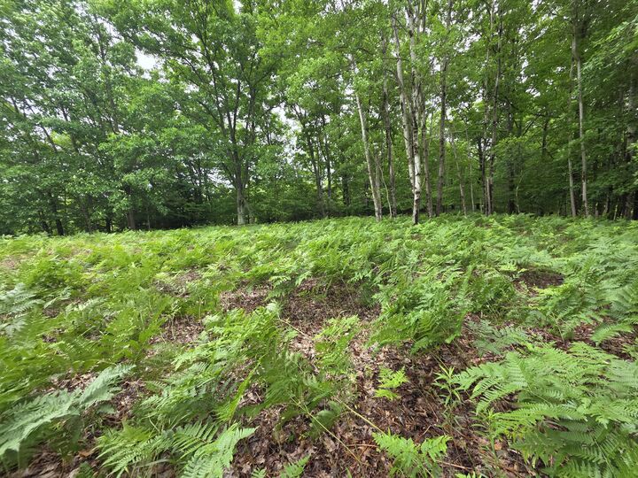 Property Photo:  Madison Road  MI 49421 