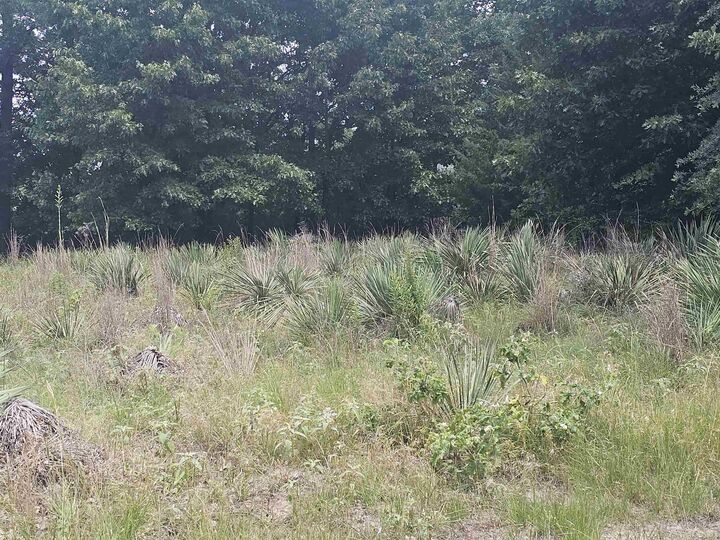 Property Photo:  Tbd Lot Pagosa  TX 75765 