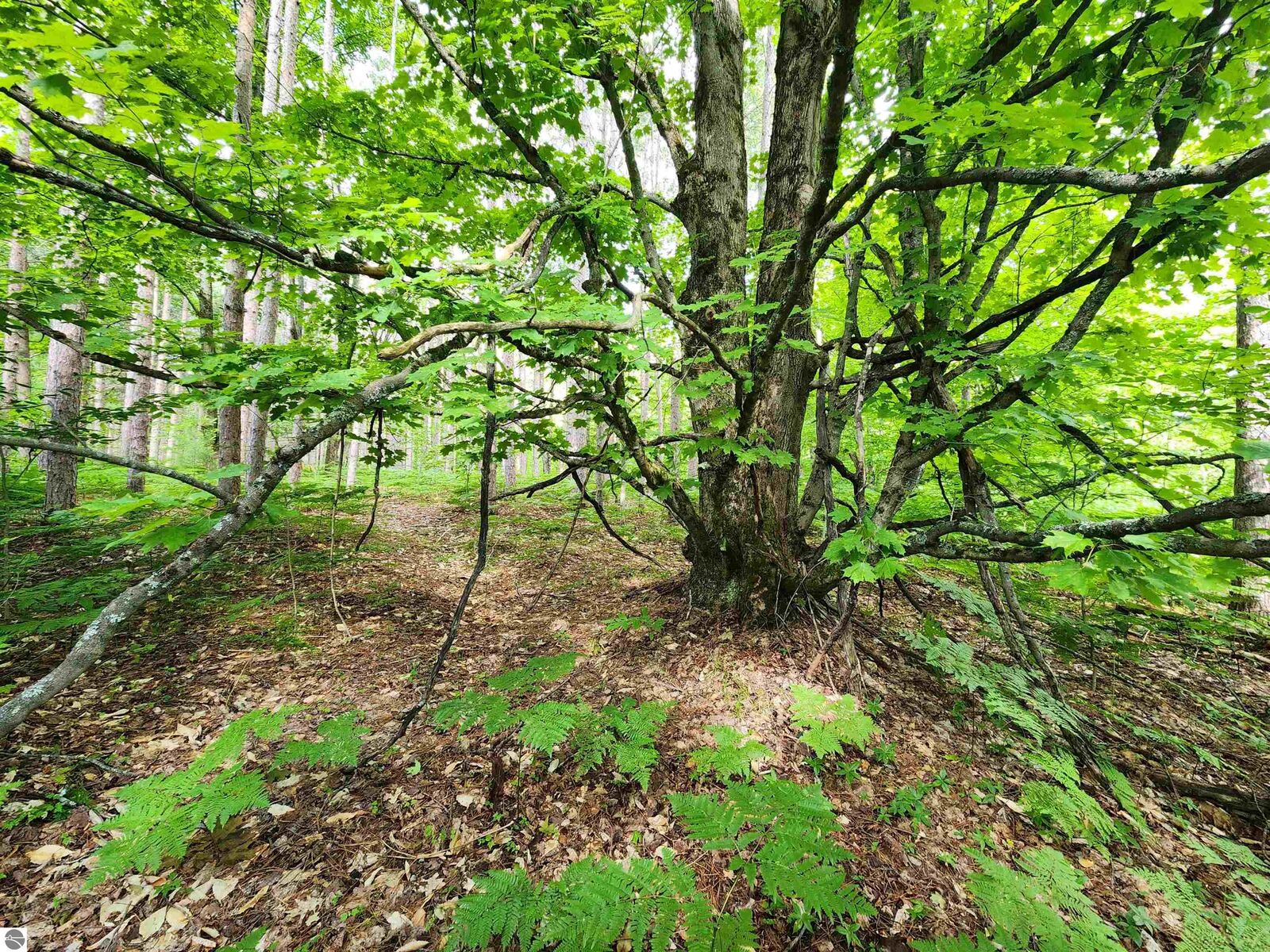 Property Photo:  00 Christie Drive  MI 49646 