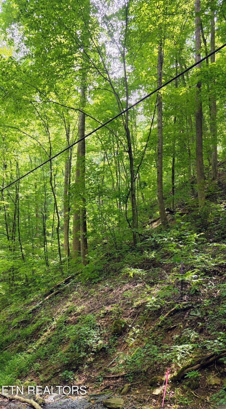 Property Photo:  Lot 0025 Black Walnut Flats Rd  TN 37862 