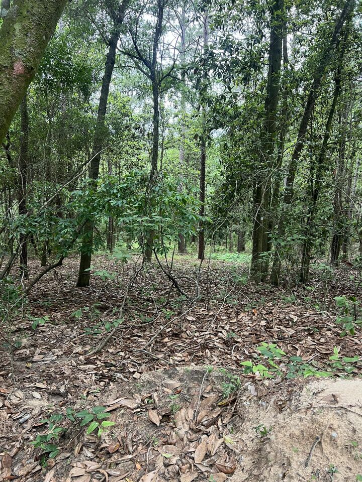 Property Photo:  Parcel A Willow Lane Parcel A  FL 32539 