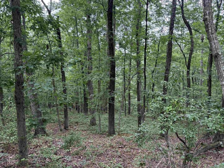 Property Photo:  Pine Drive  AR 72543-7790 