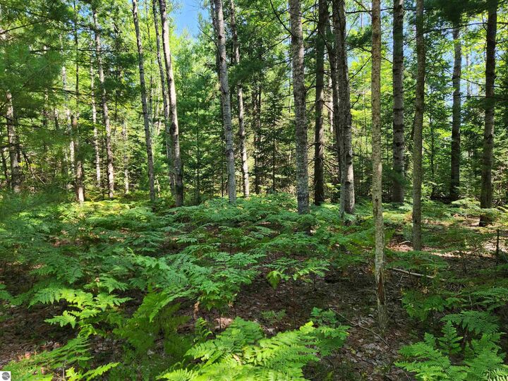 Property Photo: 10 Acres Christie Drive MI 49646