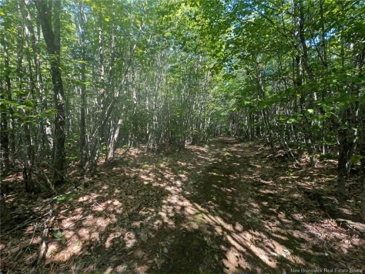 Property Photo:  Wood Lot Green Road  NB E4Z 1T6 