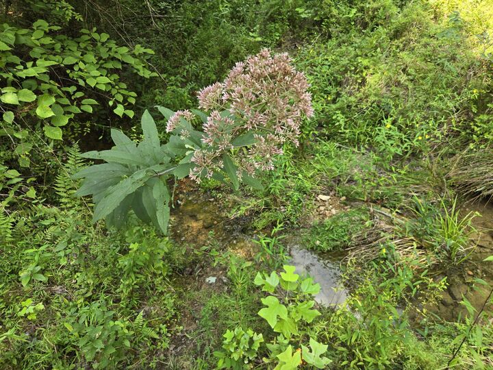 Property Photo: 0 Webb Road TN 38483