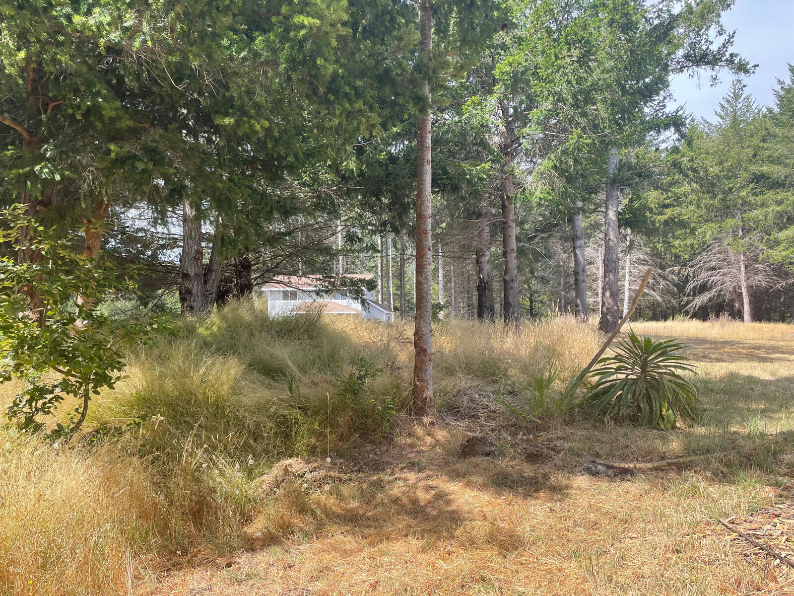 Property Photo:  243 Debbie Lane  CA 95589 