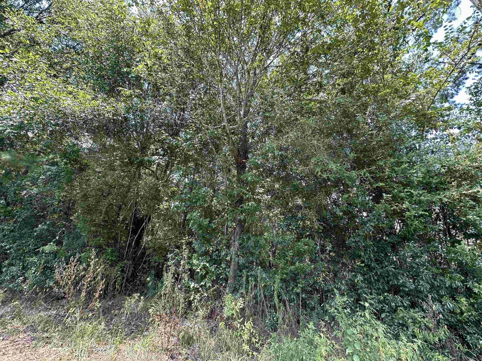 Property Photo: Lot 2 Oleander TX 77657