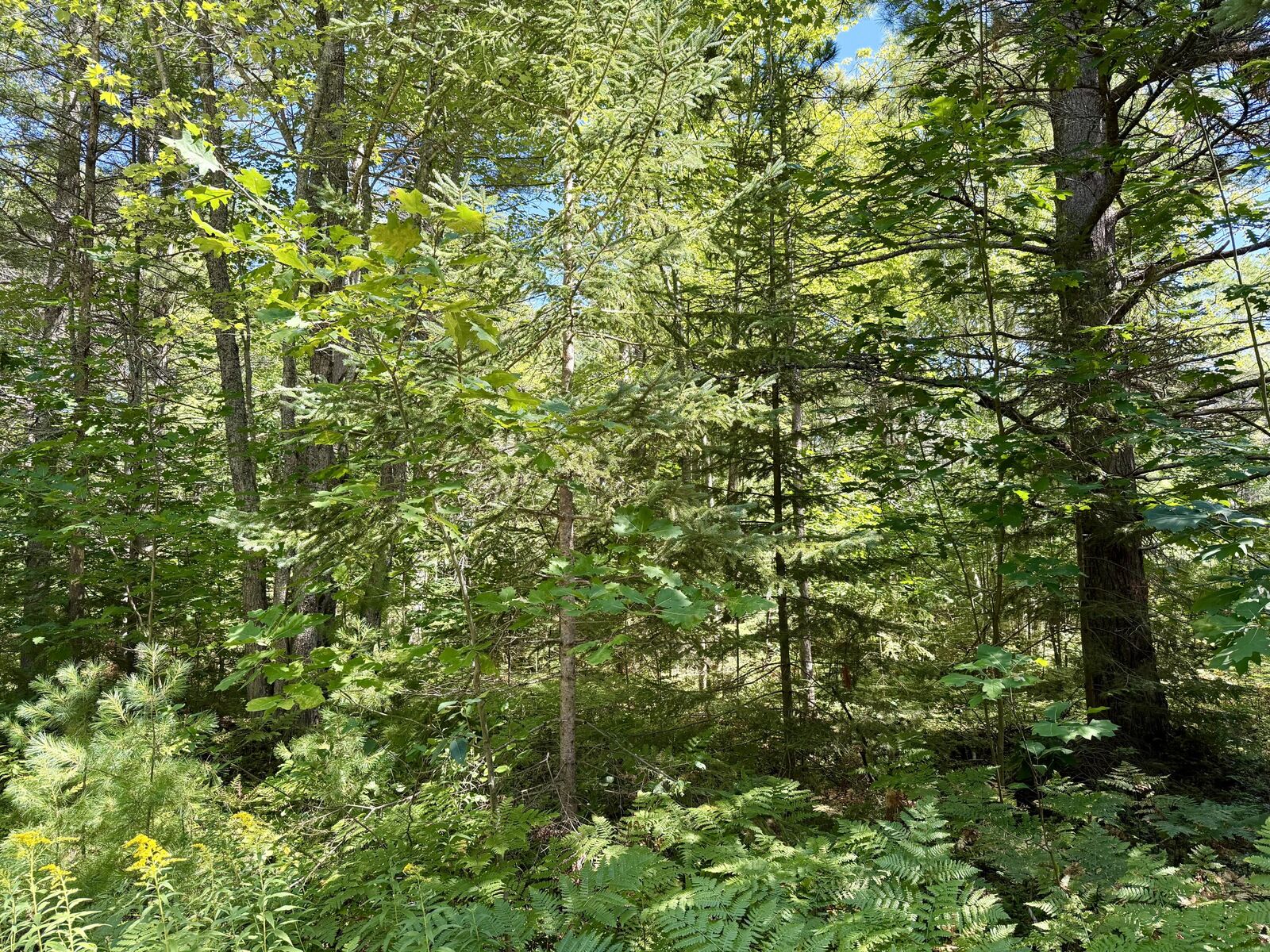 Property Photo:  V/L Yvonne Avenue  MI 49721 