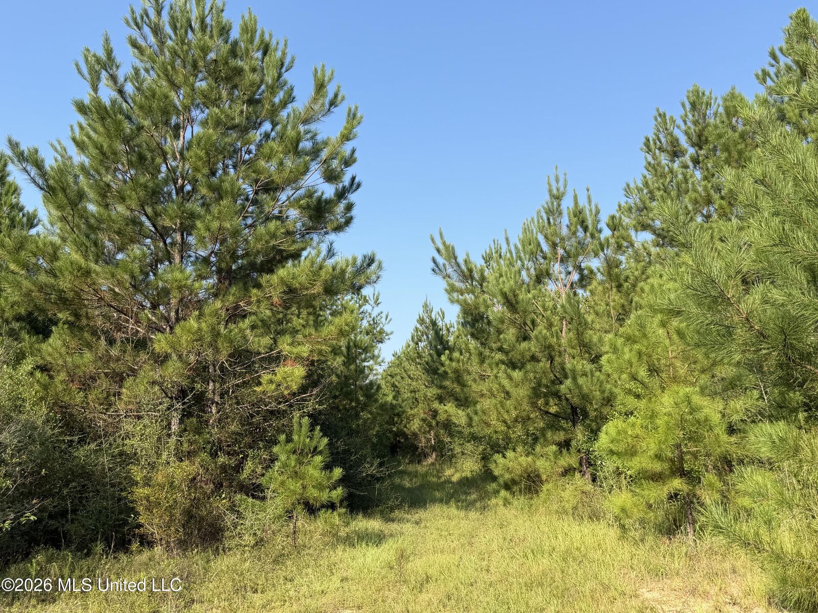 Property Photo:  156.3 Acres Beesley Road  MS 39452 