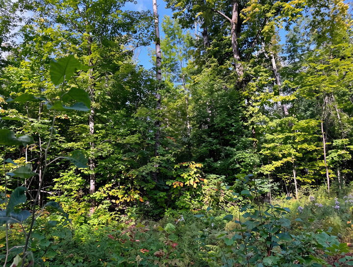 Property Photo: 3397 Indian Road MI 49716