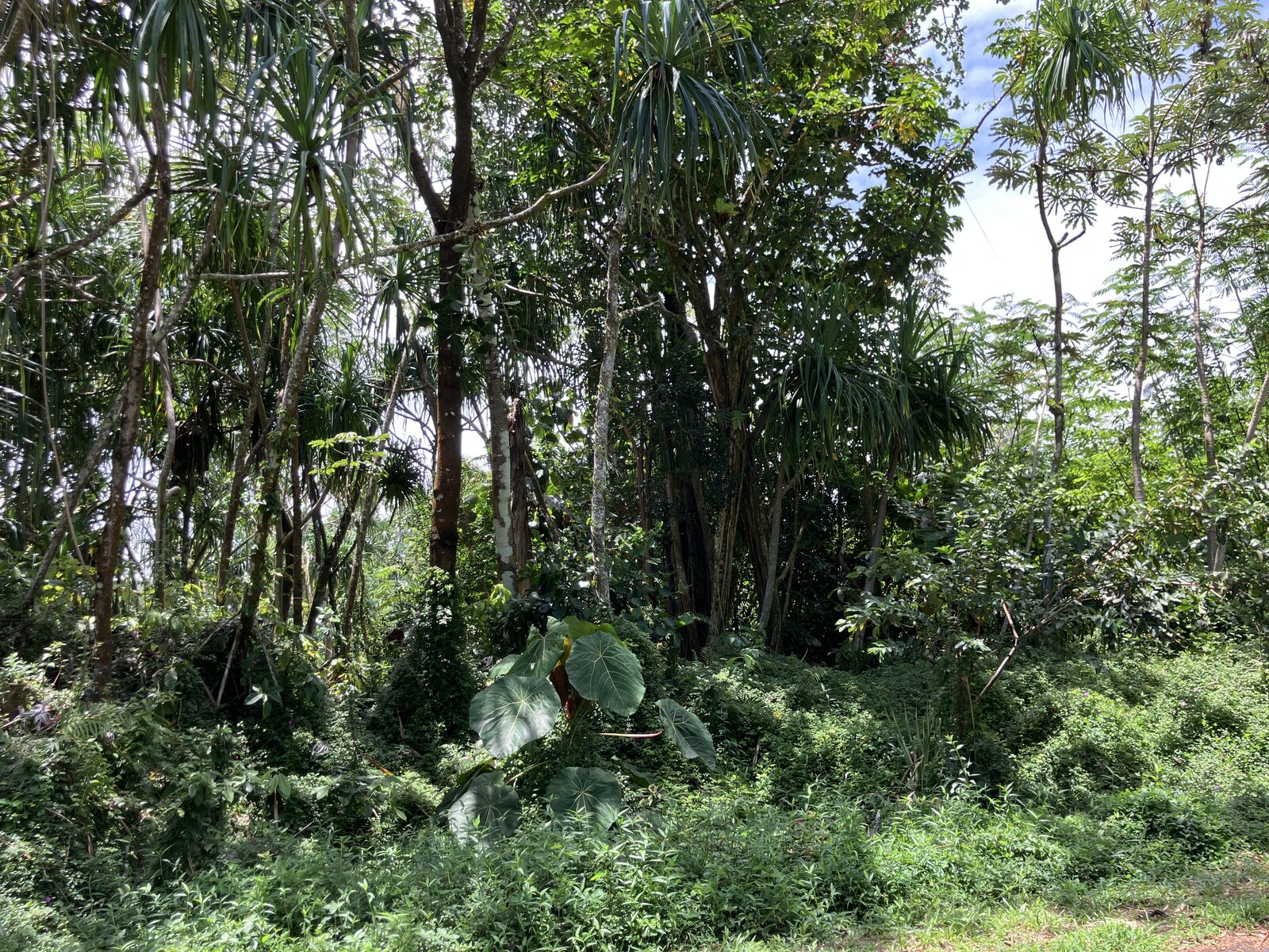 Property Photo:  Opakapaka St  HI 96778 