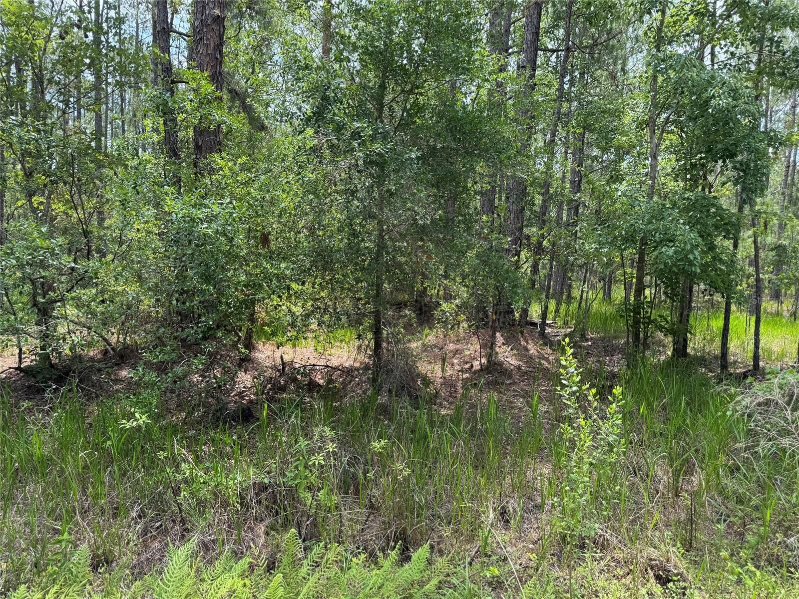 Property Photo:  SW 143 Place  FL 34473 