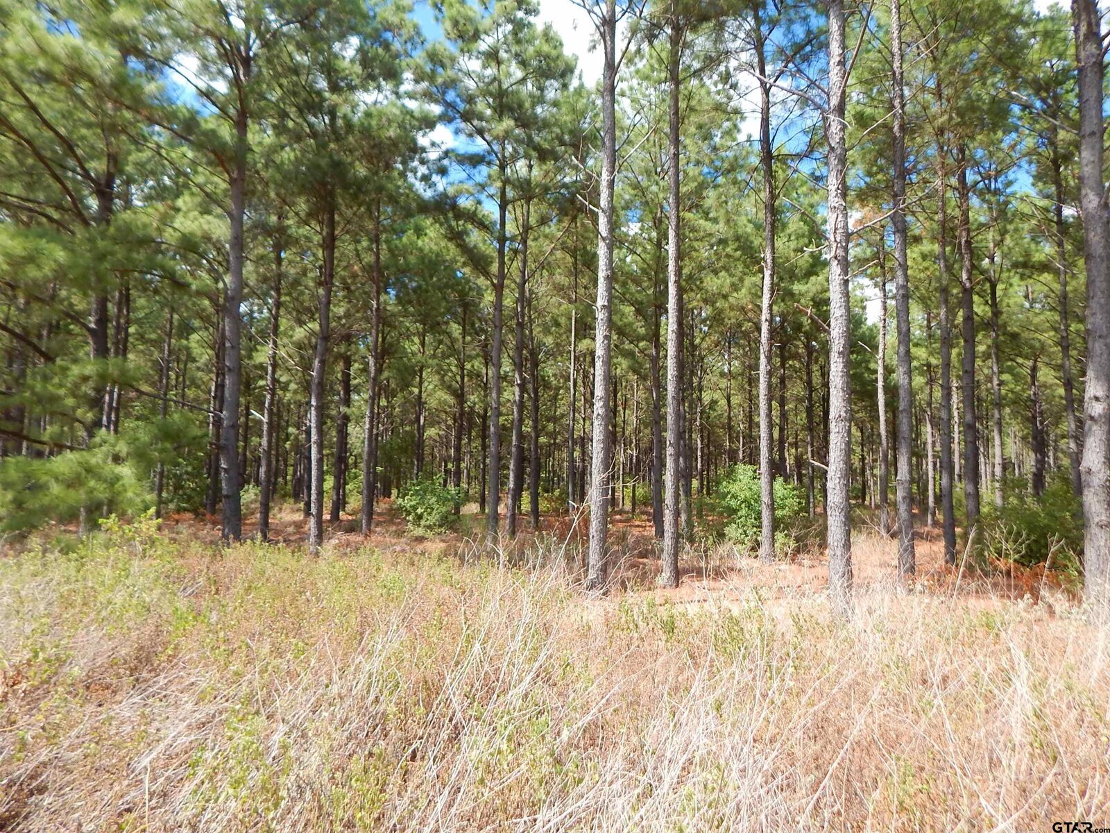 Property Photo:  Tbd 10 Acres West Spruce Rd  TX 75755 