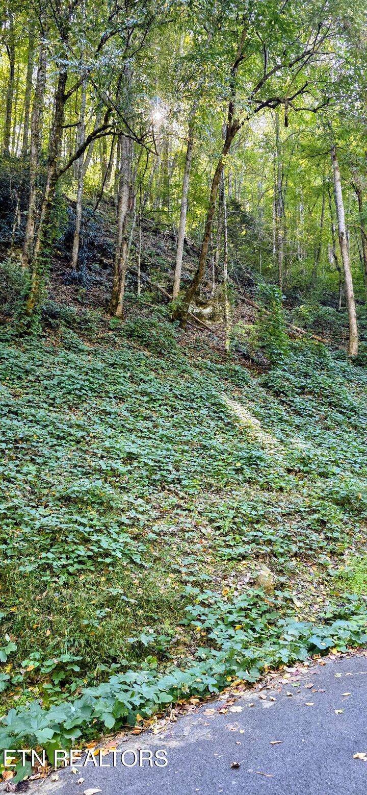 Property Photo:  Lot 40 Black Walnut Flats Rd  TN 37862 