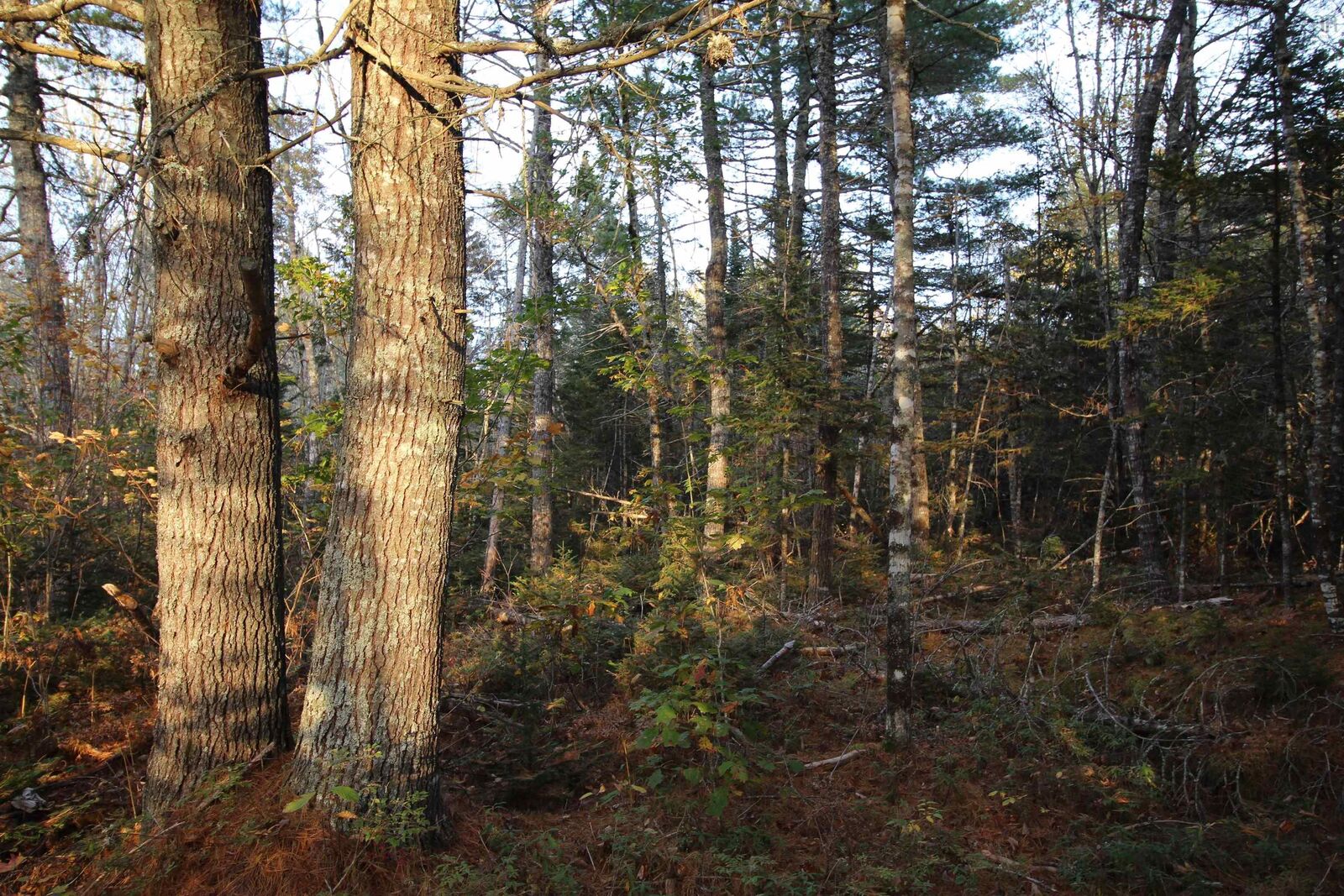 Property Photo:  Lot 62 Sand Cove Rd (Portion Of)  NS B0T 1B0 