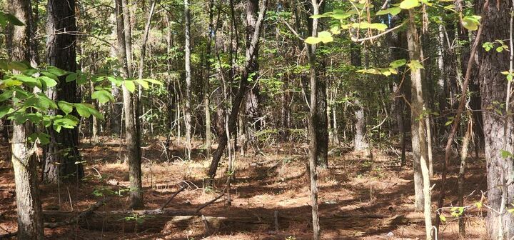 Property Photo:  0 Zig Zag Rd  TN 38221 