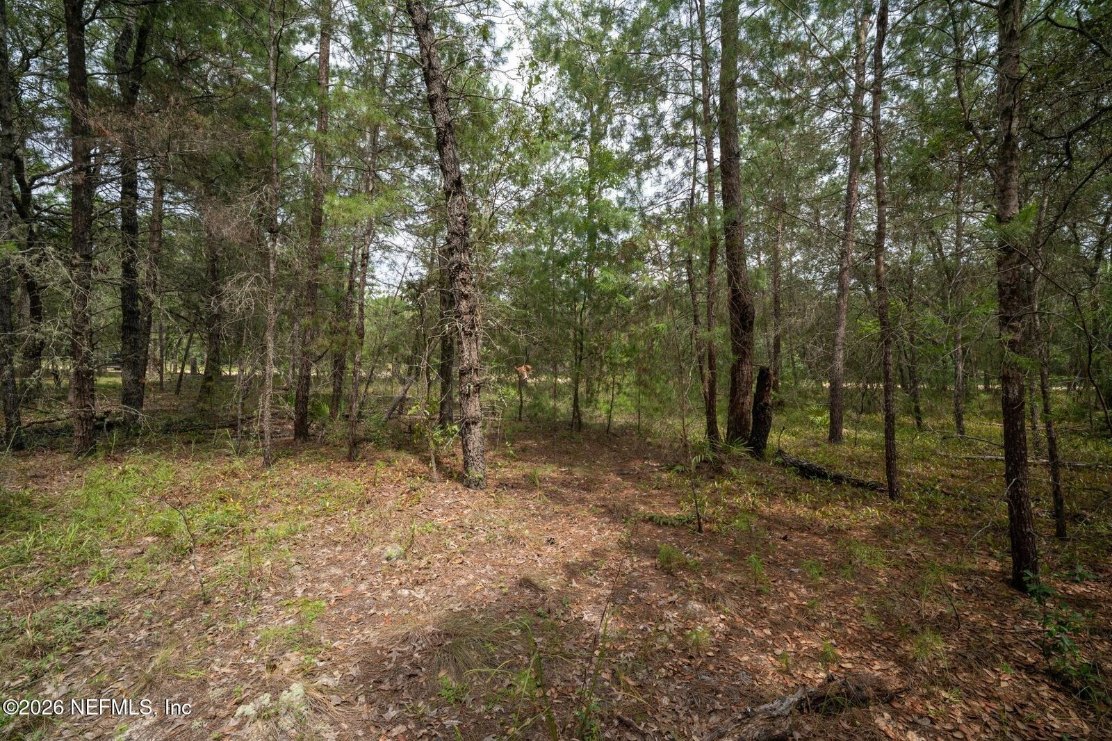 Property Photo:  5501 Indian Trail  FL 32656 